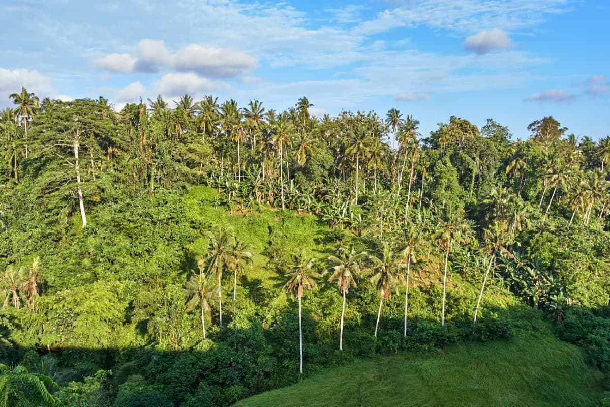Ubud’s Jungle Retreats