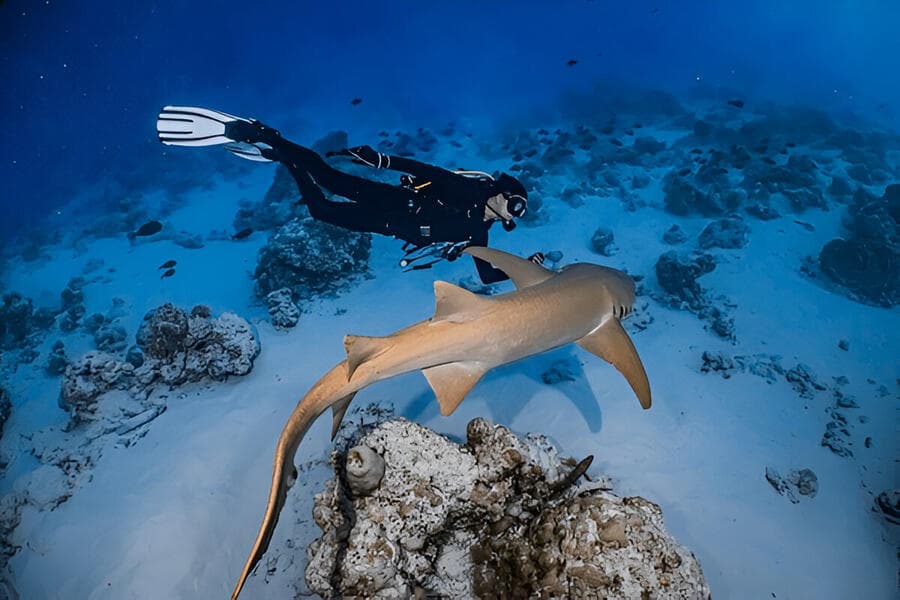 Scuba Diving at Maaya Thila