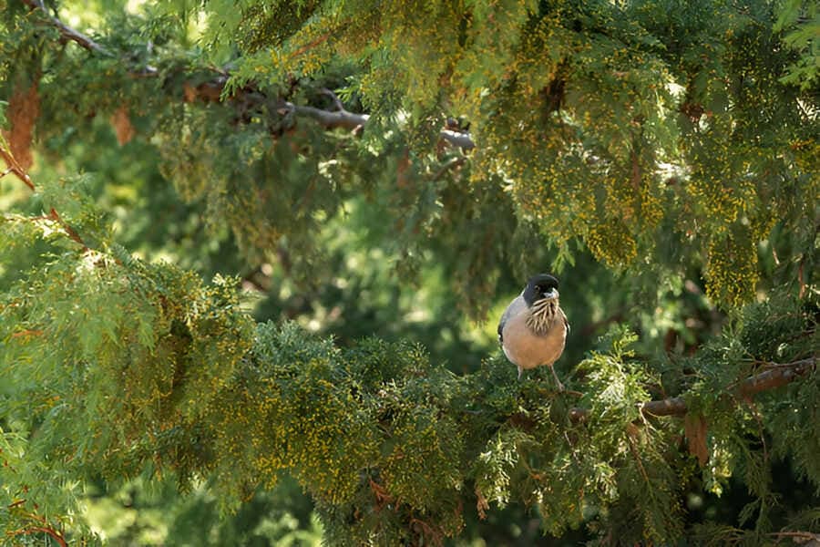 Manali Wildlife Sanctuary