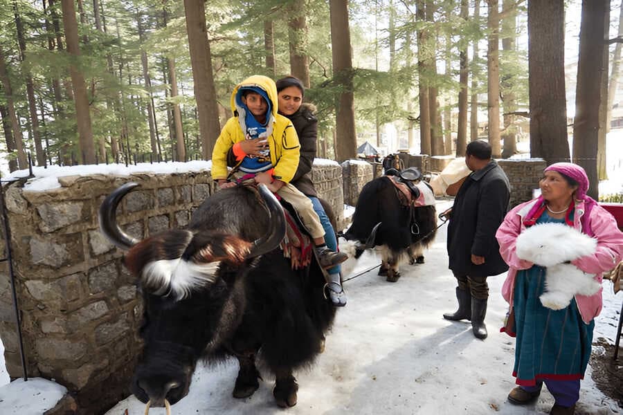 Yak Ride in Manali