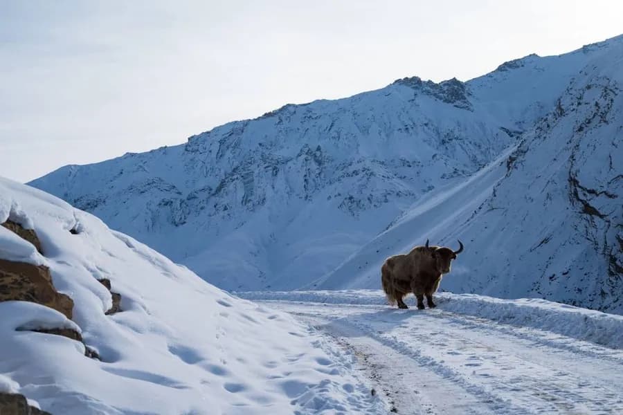 Rugged Wildlife