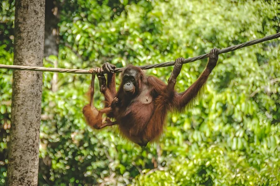 Meet Gentle Giants at Sepilok Orangutan Sanctuary