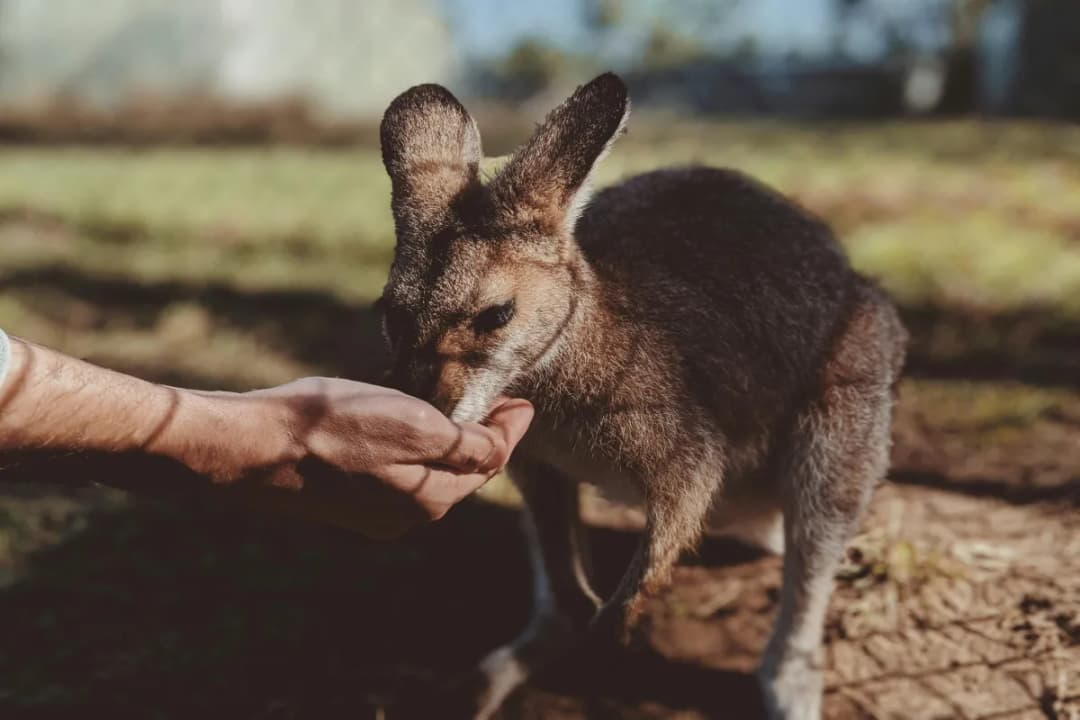 Hand-Feed Kangaroos