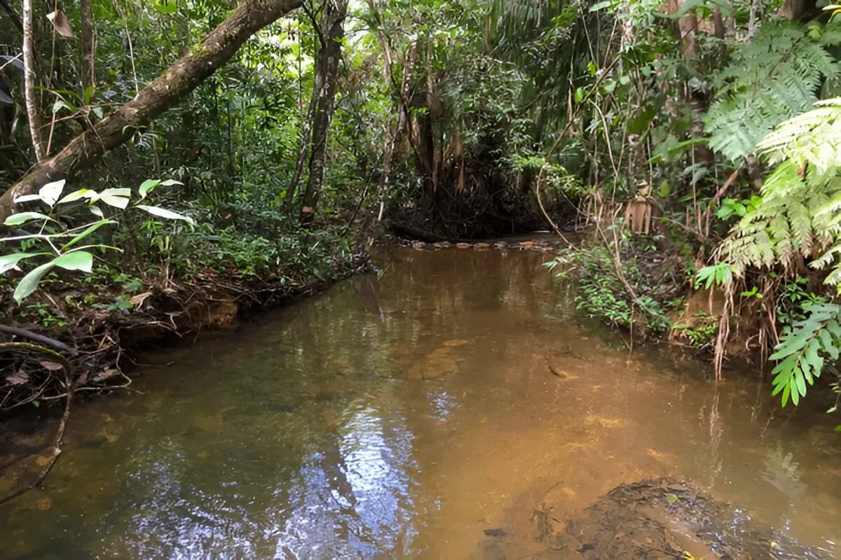 Sinharaja Forest Reserve