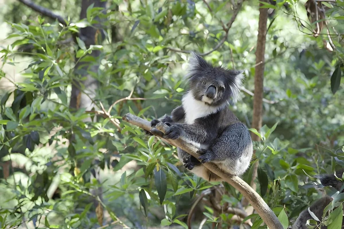 lone pine koala sanctuary