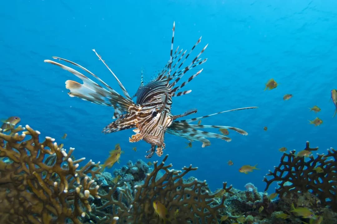 Close encounters with marine life