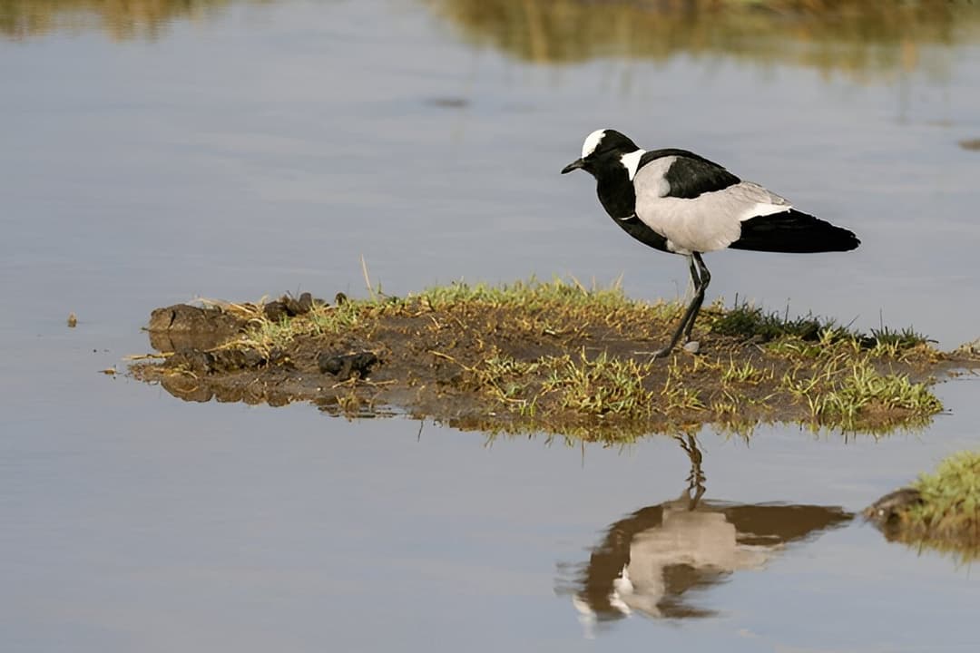 Birdwatcher’s Paradise