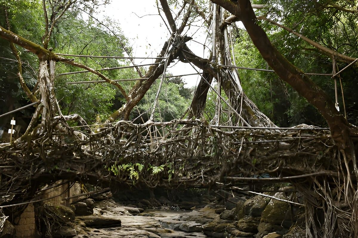 Double Decker Living Root Bridge
