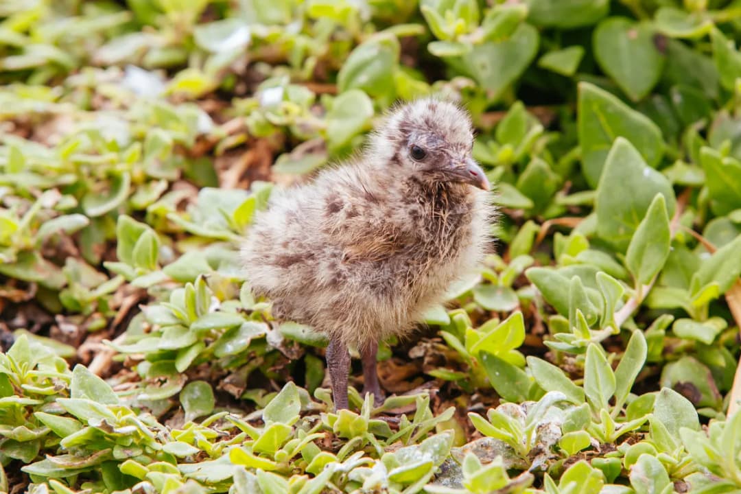 Churchill Island Heritage Farm