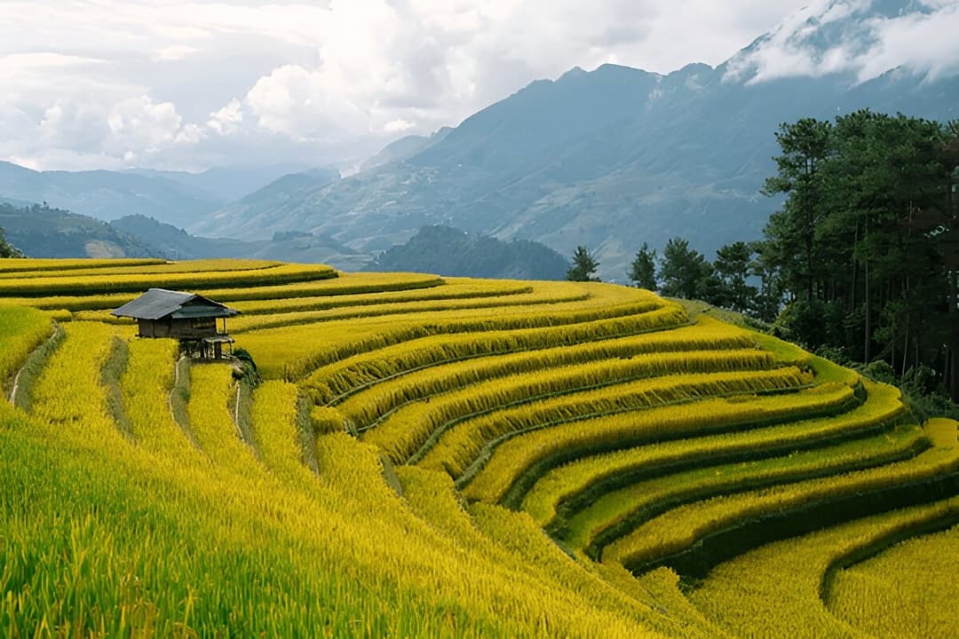 Pine Hills and Paddy Fields