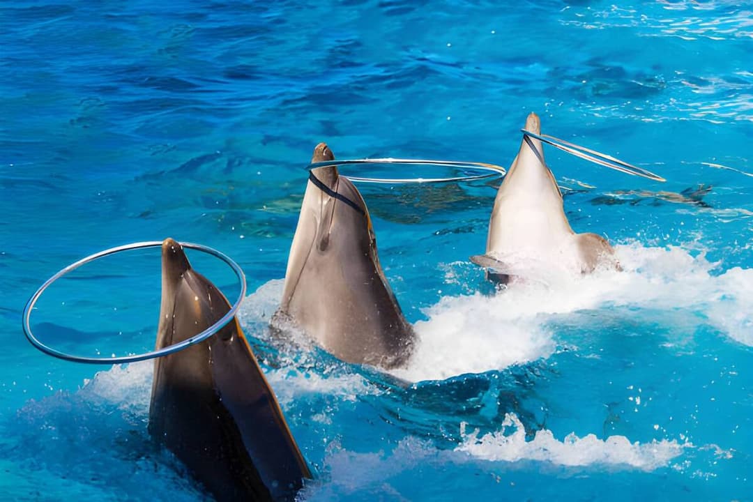 Educational Experience