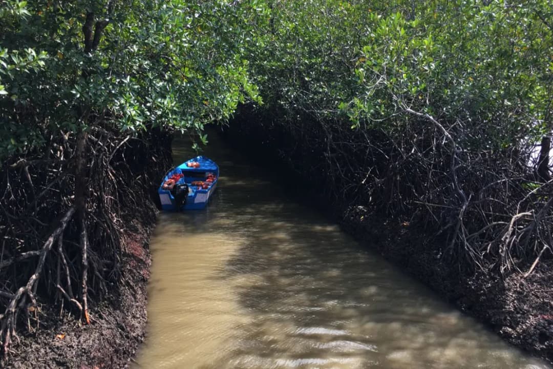 Mangrove Boat Ride