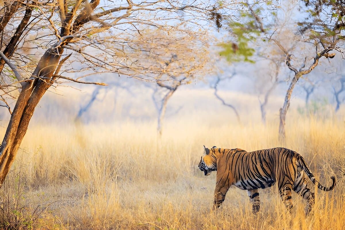 Ranthambore