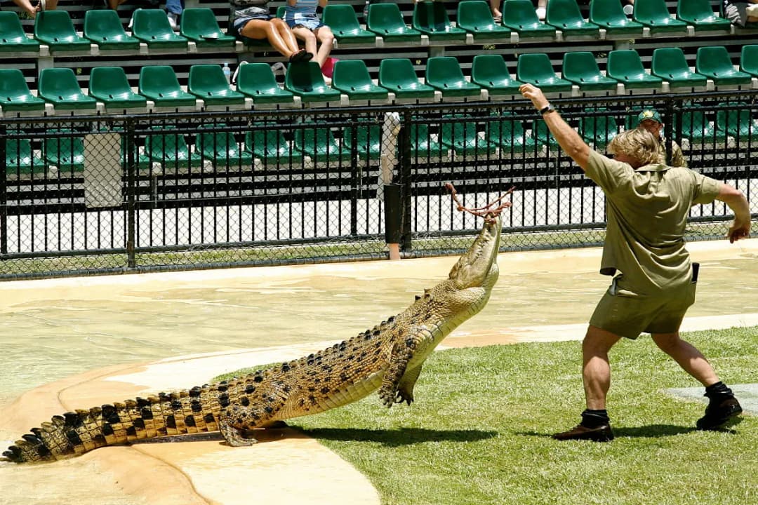 Crocodile Show