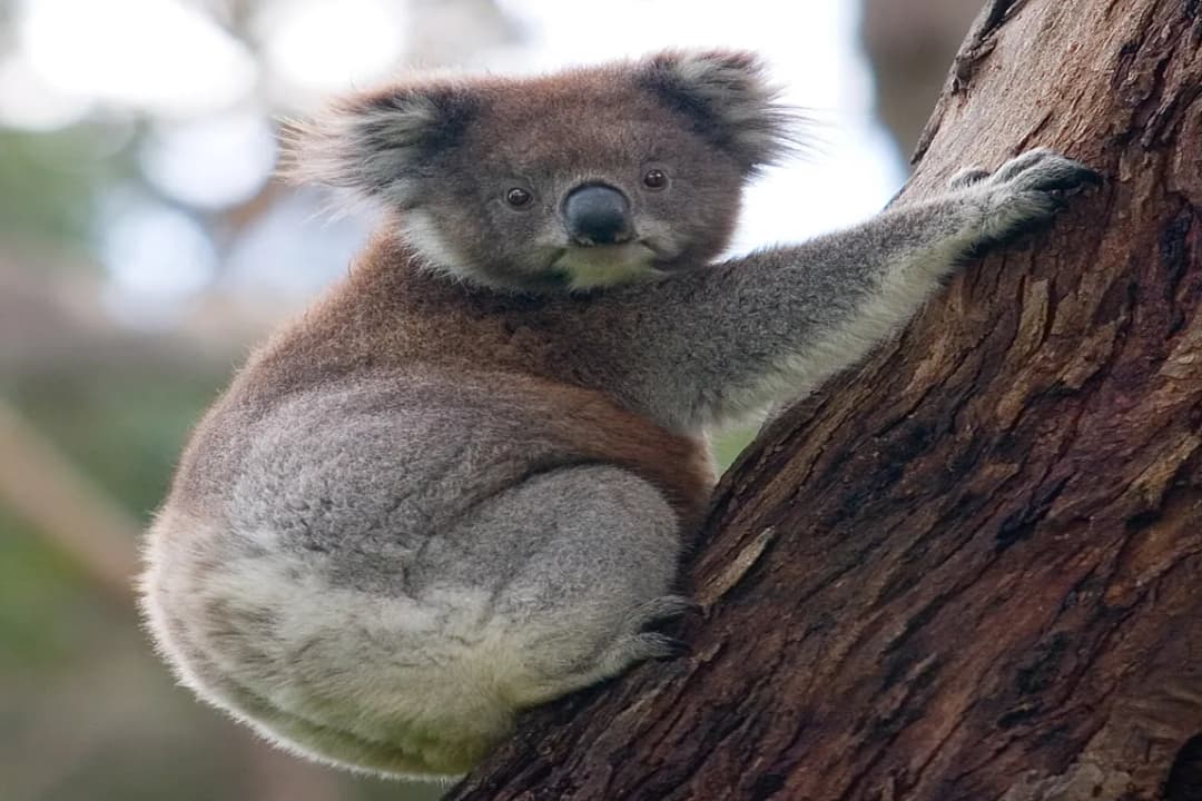 Koala Photos