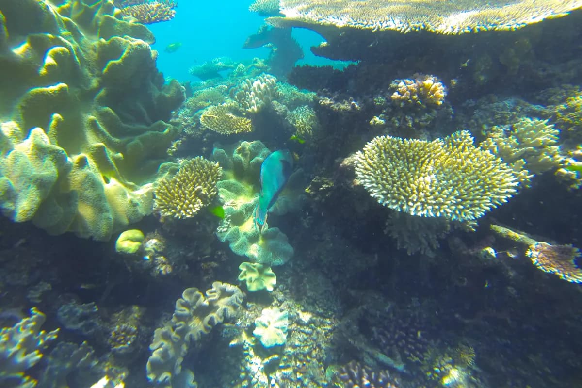 Great Barrier Reef
