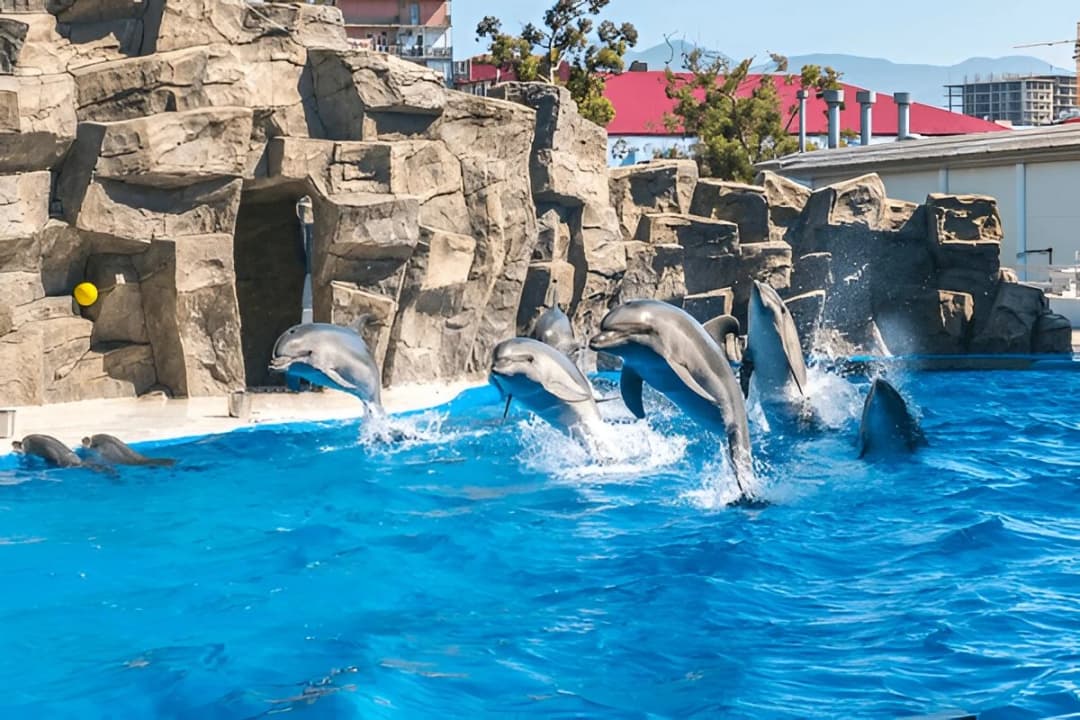 Dolphin Shows