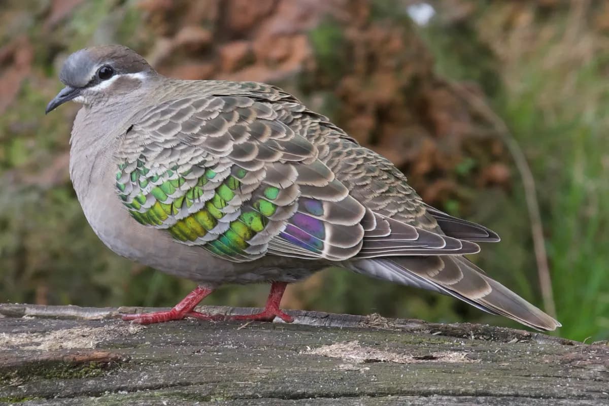 Caversham Wildlife Park