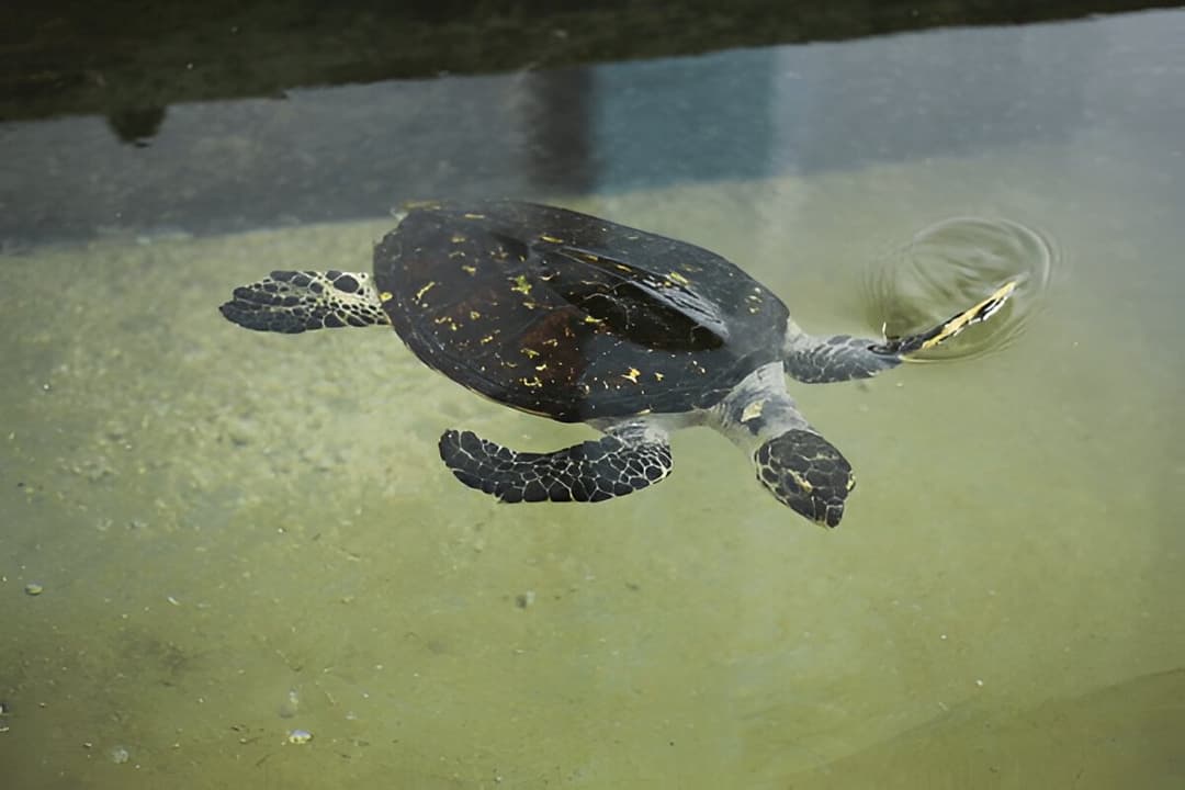 Kosgoda Turtle Hatchery