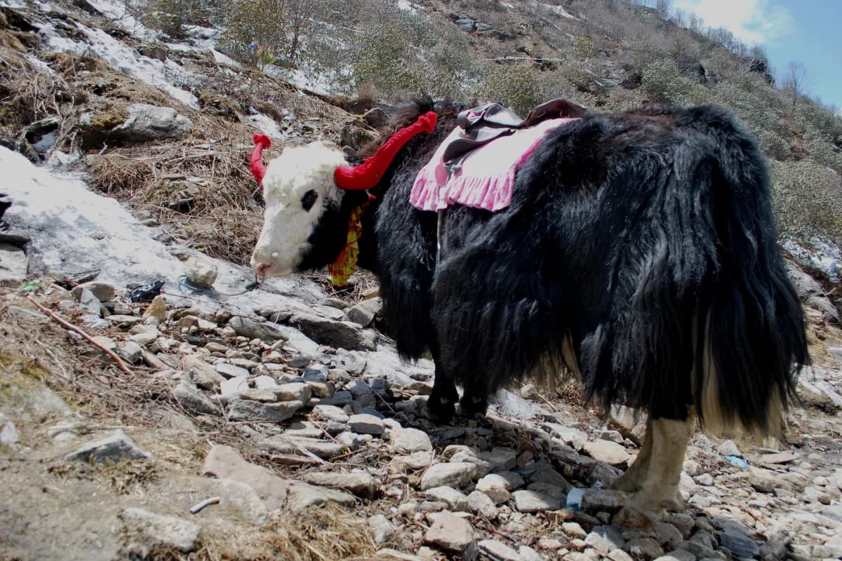Yak Riding