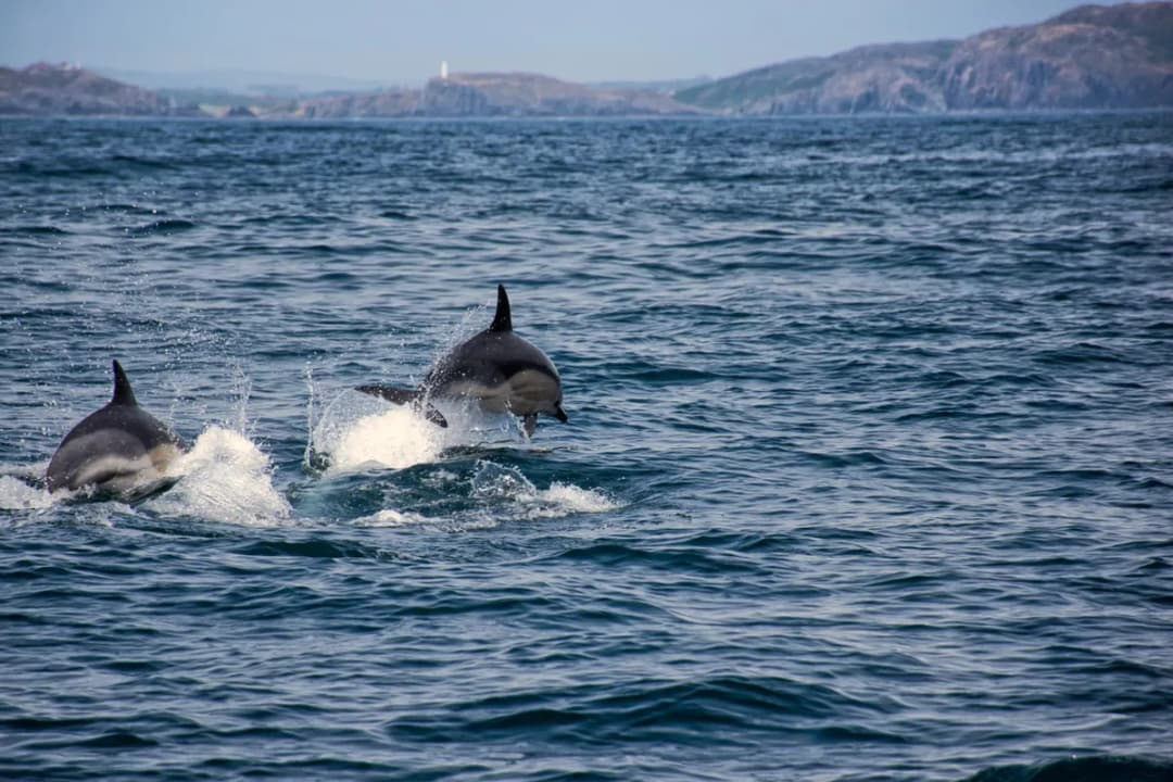 Dolphin Spotting