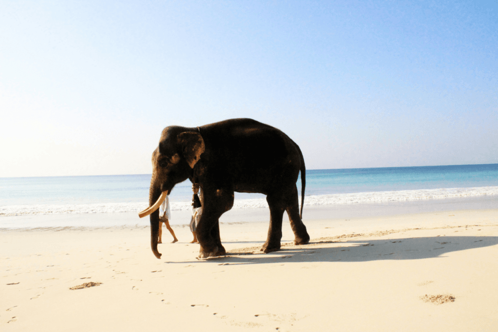 Best Andaman Honeymoon Packages: Explore Port Blair, Havelock & Neil