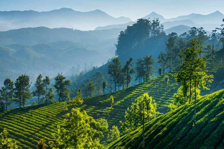 Romantic Munnar Honeymoon: Plan Your Perfect Getaway