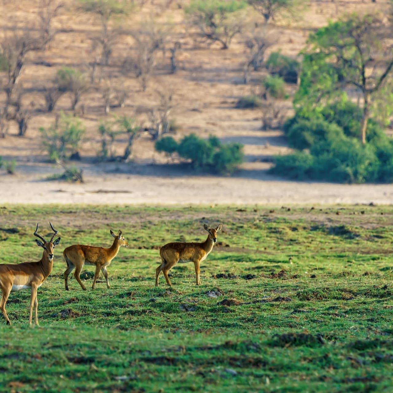 Jim Corbett Family Packages: A Perfect Wildlife Adventure for All Ages