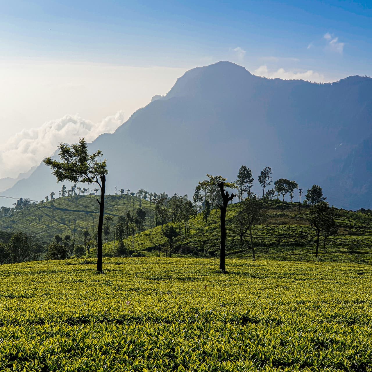 Bangalore Mysore Ooty Family Tour: Explore Together