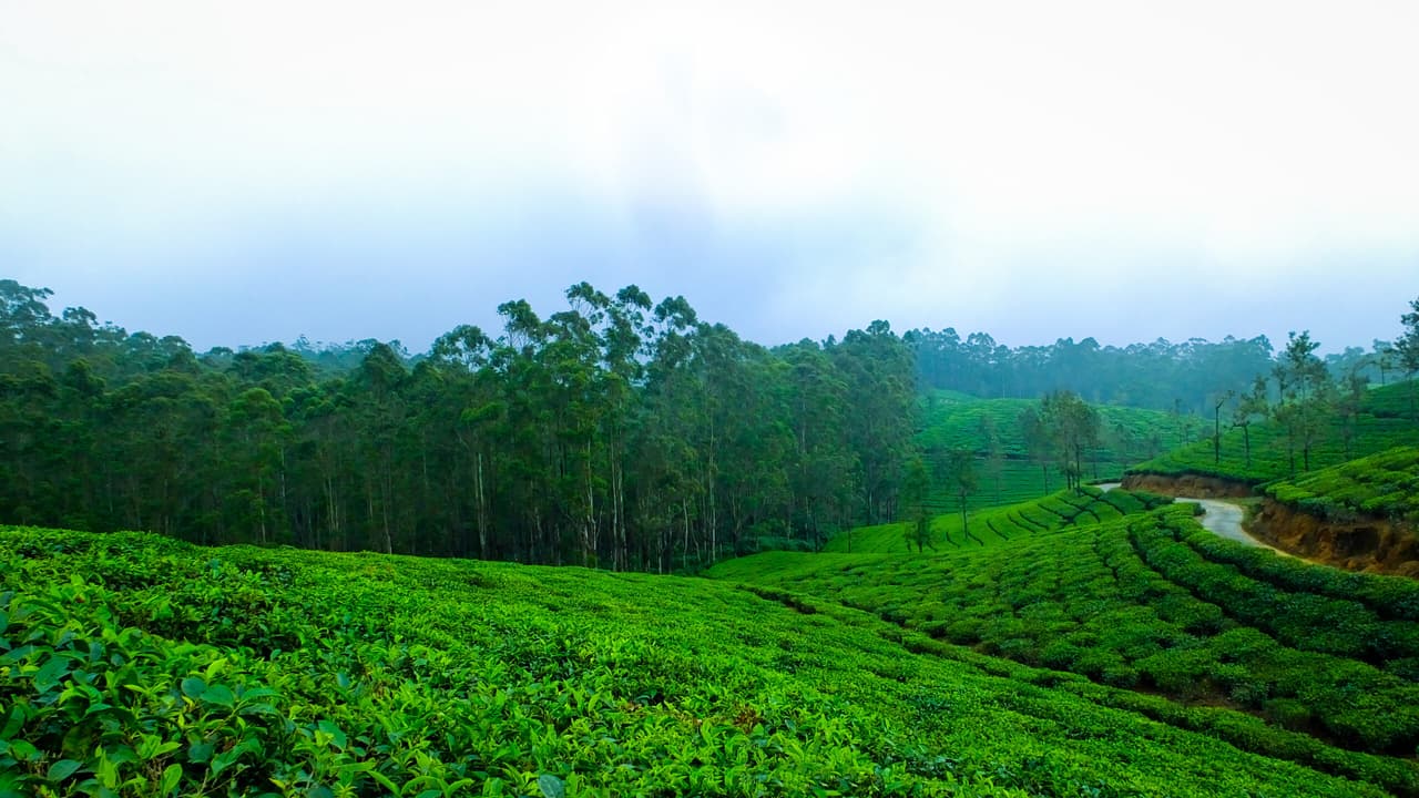 Why Wayanad is the Perfect Getaway – Find the Ideal Wayanad Tour Package for Family