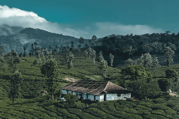 Kerala Honeymoon Packages: A Romantic Escape Awaits