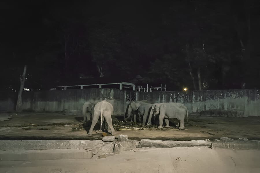 Singapore Night Safari