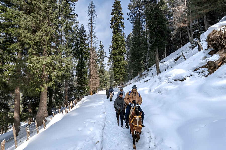 Pony Ride to Thajiwas Glacier