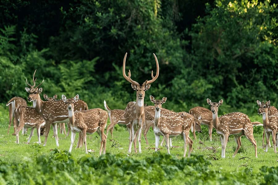 Chitwan National Park