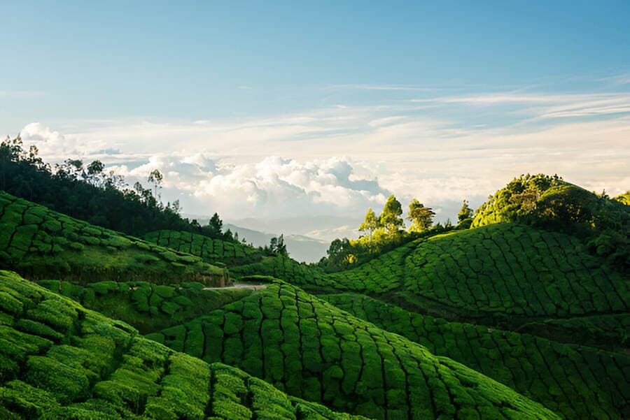 Kolukkumalai Tea Estate