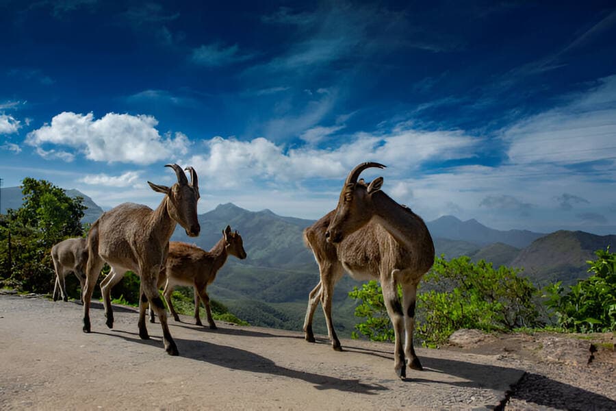 Eravikulam National Park