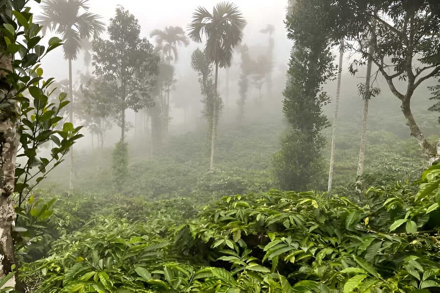 Wayanad Coffee Plantation
