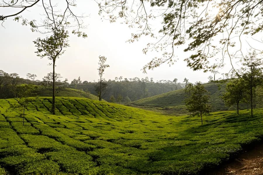 Wayanad Coffee Plantation