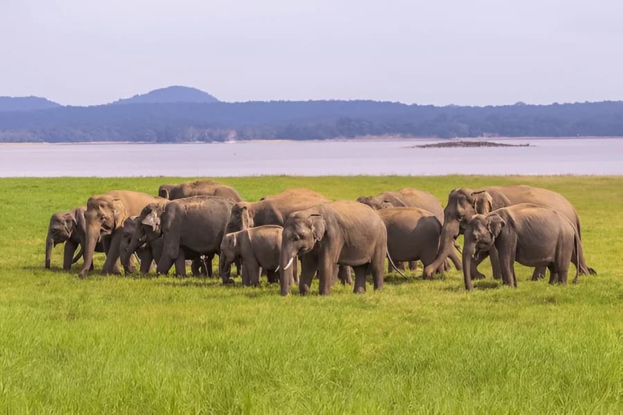 Yala National Park