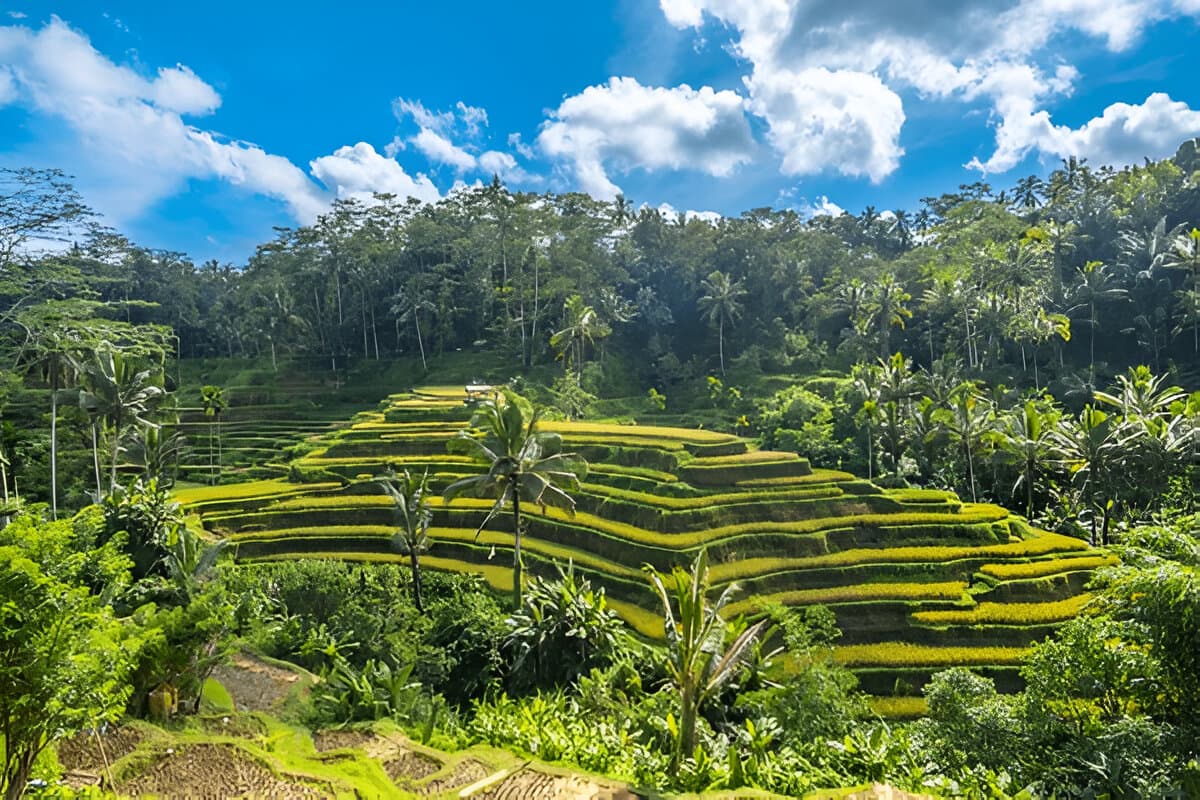Tegallalang Rice Terraces