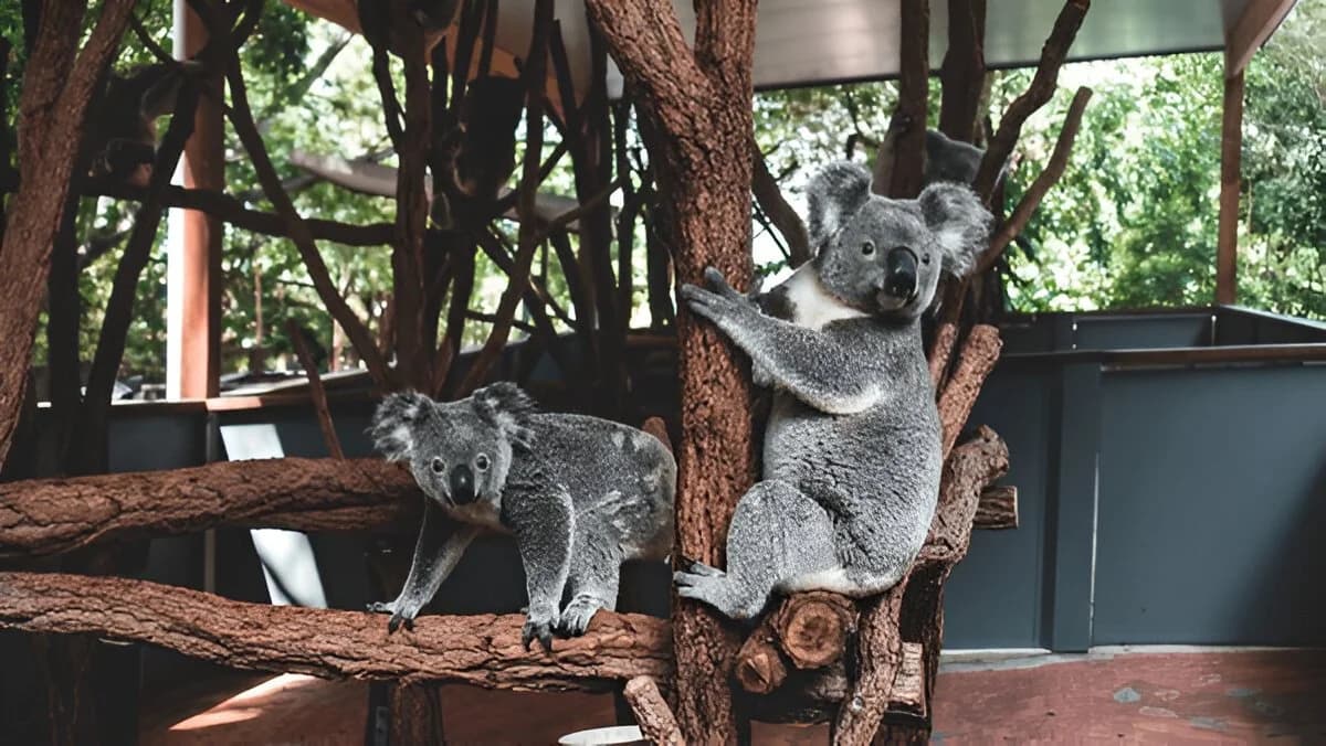 Lone Pine Koala Sanctuary