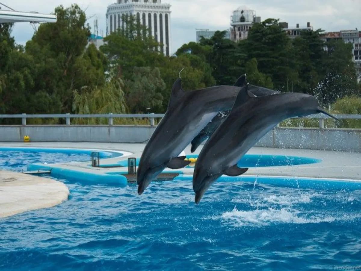 Batumi Dolphinarium