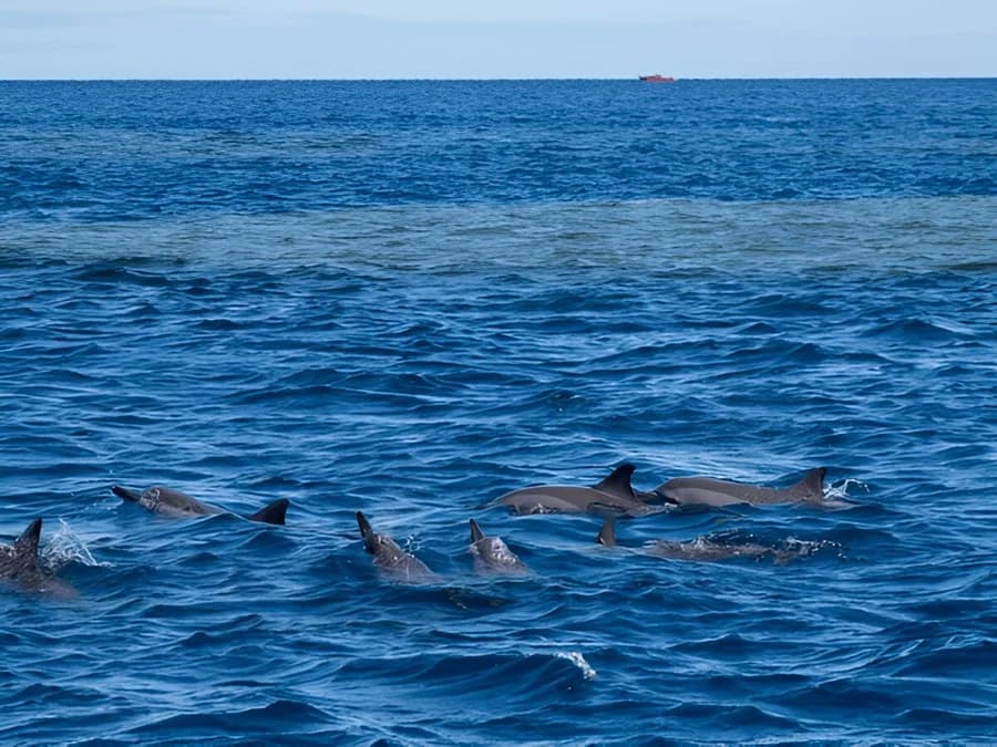 Experience Dolphin Spotting