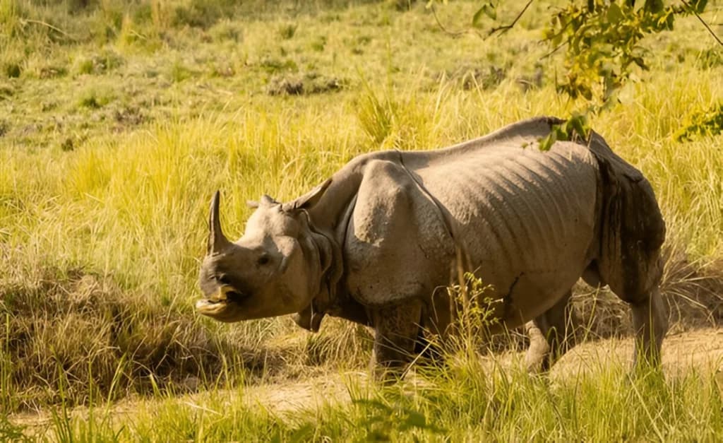 Dudhwa National Park