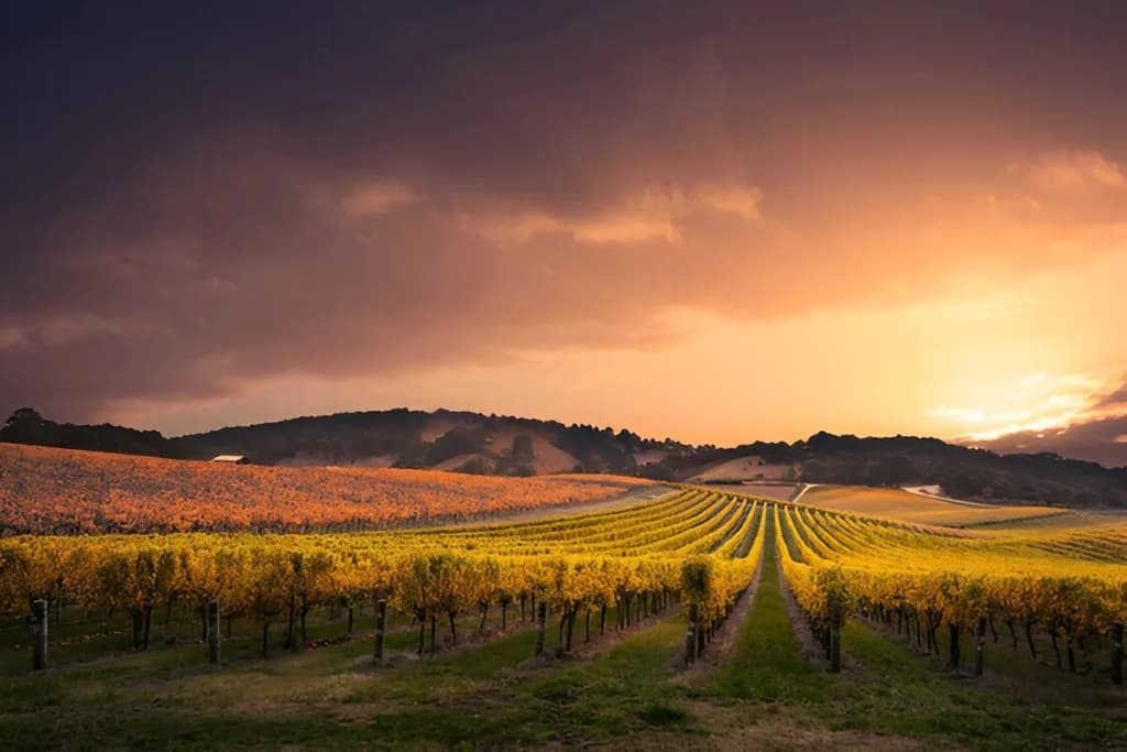 Australia Offers Some of the Best Wine Tourism in the World