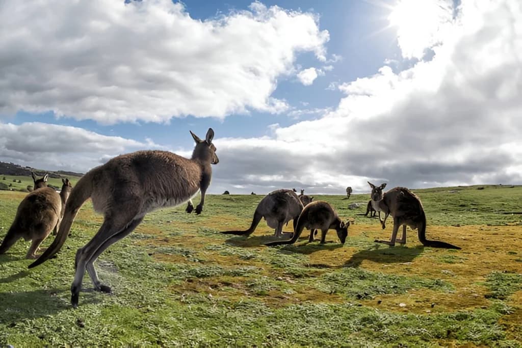 Kangaroo Island Is a Wildlife Paradise